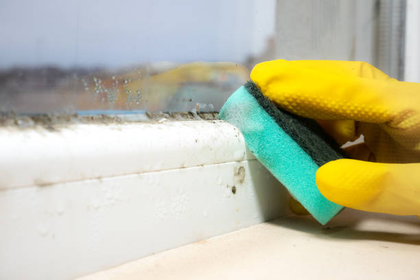 Best Attic Mold Removal  in Sawyerwood, OH