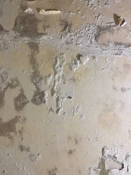 Best Crawl Space Mold Removal  in Sawyerwood, OH